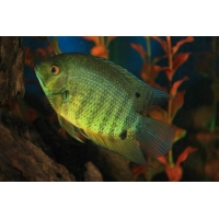 Heros Severum 4cm Heros Severum 4cm
